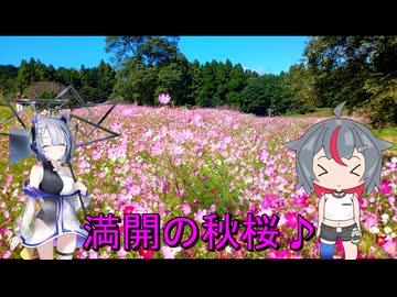 ＮＳ－１で行く！上場高原のコスモス♪