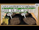 【ポケモンXY】ヒマナッツがひんしになったら『現実で向日葵を育てる縛り』（Part⑧）