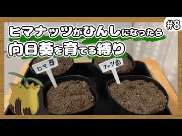 【ポケモンXY】ヒマナッツがひんしになったら『現実で向日葵を育てる縛り』（Part⑧）