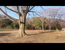 【VRChatワールド紹介】3DGS小金井公園のどこかの木 ⁄ A Tree Somewhere in Koganei Park
