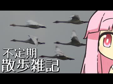 不定期散歩雑記_81 - 宍道湖西岸探鳥(10月末)