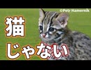 古代中国のネコがイエネコじゃなかった理由【生物解説】