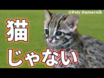 古代中国のネコが全くの別種だった！！【生物解説】