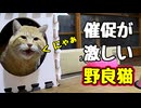 ごはん 入れるがな…【野良猫】