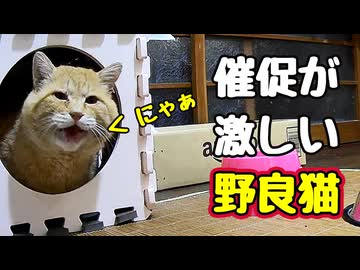 ごはん 入れるがな…【野良猫】