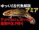 【ゆっくり解説】現生の古代魚解説　アミア　編【アクアリウム】