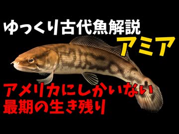 【ゆっくり解説】現生の古代魚解説　アミア　編【アクアリウム】