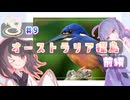 きりたんちょう #9 オーストラリア探鳥・前編 【ウナきり探鳥】