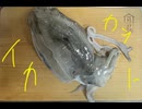 コウイカ　こういか　分離　イカミミ　イカゲソ　作ってみた