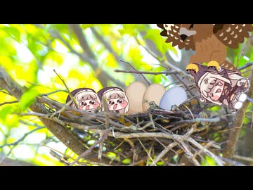 ｽﾋﾟｷと鳥の巣