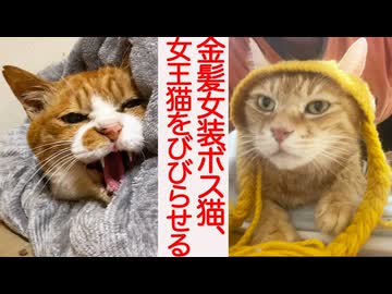女王猫、ボス猫の女装にビビる