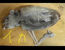 コウイカ　こういか　イカ　ゲソ　刺身　料理　作ってみた