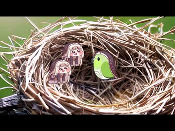 ｽﾋﾟｷと鳥の巣（勝手に続き）