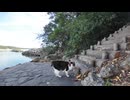 【ついて行った】海沿いで出会った猫、まさかの神社ルート案内ｗｗｗ