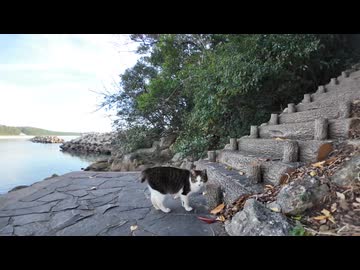 【ついて行った】海沿いで出会った猫、まさかの神社ルート案内ｗｗｗ