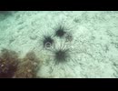 Black Sea Urchin