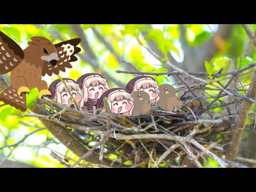 ｽﾋﾟｷと鳥の巣3