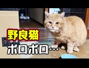 まぁ派手にやって…【野良猫】