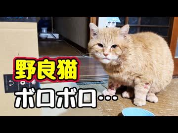 まぁ派手にやって…【野良猫】