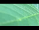 【オリジナル曲】緑の葉っぱ