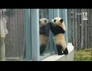 PandapiaLive_2025_12_18