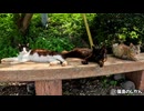 猫たちにベンチが占拠された・・・