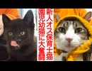 新人オス保育士猫、園児子猫に大苦戦する