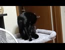 キャットタワーで毛づくろいするこま