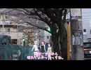 【CeVIO劇場】お花見がてらの散歩でも(youtubeからの転載)