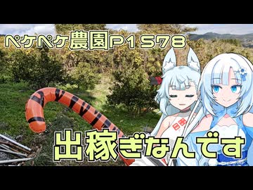 2025年12月18日　農作業日誌P1578　出稼ぎが続くよ、青島ミカンを収穫するよ