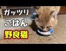 しっかり栄養とって！【野良猫】