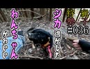 狩猟勢子動画＃036　シカ逃がした＆わんちゃんかわいい