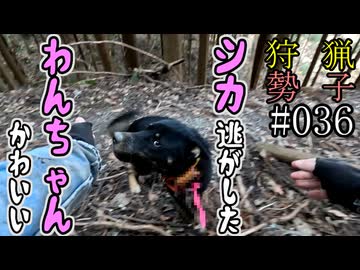 狩猟勢子動画＃036　シカ逃がした＆わんちゃんかわいい