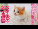 美少女保護子猫、その3年後のしあわせ通信