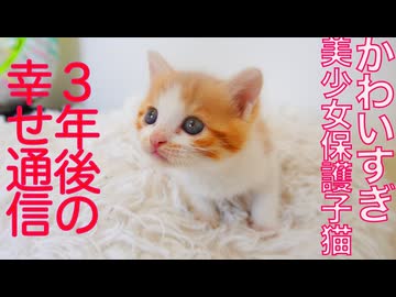 美少女保護子猫、その3年後のしあわせ通信