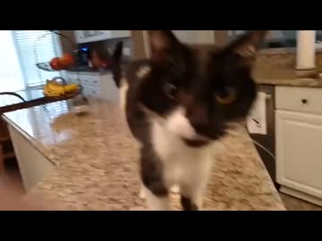 ホモと見る喉頭麻痺でイケボになったネコ