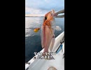 【マイボート釣り】激安ダイソータイラバ＆自作胴付き仕掛けで大物狙い！リアル釣行動画