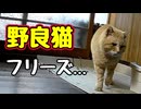 そりゃフリーズするよね…【野良猫】