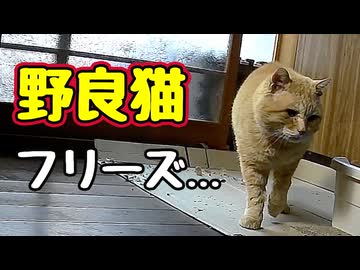 そりゃフリーズするよね…【野良猫】