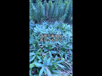 「トレンド」猫の死を知らせるおじさん / 日本少女幽霊feat.結月ゆかり