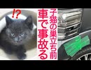 【事故閲覧注意】子猫のトライアル前、最悪の事態が発生する