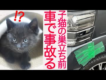【事故閲覧注意】子猫のトライアル前、最悪の事態が発生する