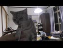 萌え猫動画