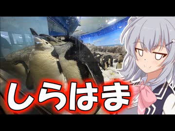 りっかのプチ旅行「客寄せパンダを失った白浜！？」【小春六花】
