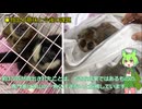世界規模の密輸摘発で3万匹救出、野生動物に何が起きていたのか