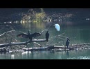 初冬の水辺の川鵜と白鷺