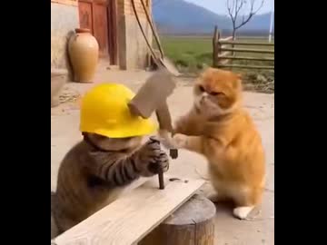 ホモと見る現場猫
