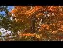 Vlogっぽい動画