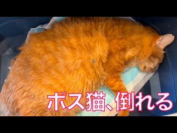 療養中のボス猫、持病悪化で倒れる
