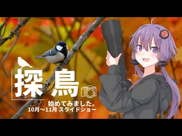 探鳥始めてみました。10月～11月写真スライドショー！